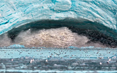 Preview: Massive glacier caving in at Svalbard, Norway with a flock of flying birds over the ocean