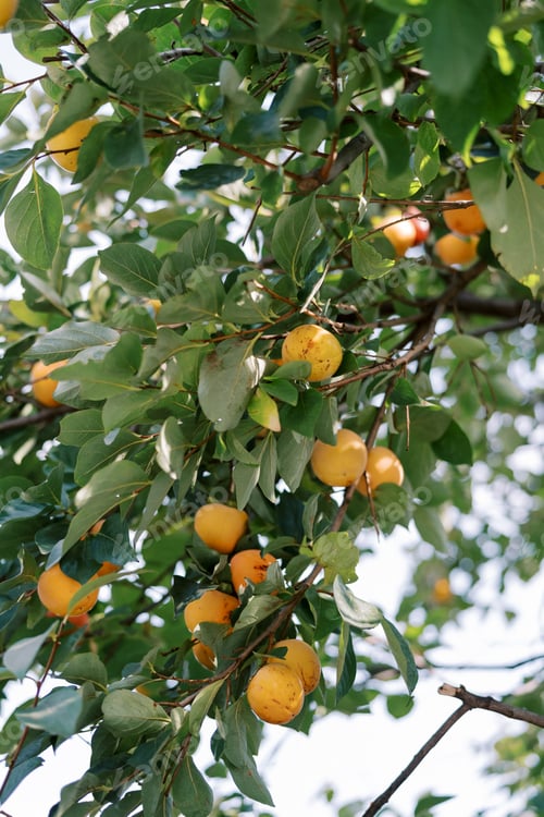 Preview: Yellow persimmons hang on the branches of a green tree in the garden