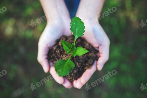 Preview: Top view image of hands holding small tree with soil to grow with nature background