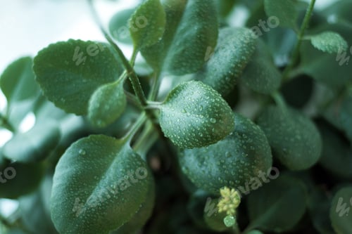 Preview: Beautiful wide green leaves of houseplant with little drops.