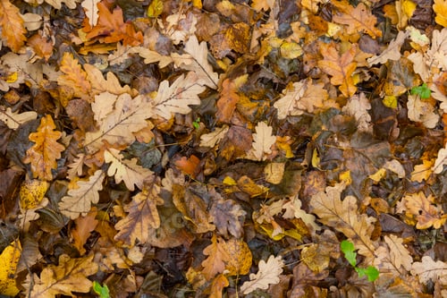 Preview: Colorful and bright background made of fallen autumn leaves.
