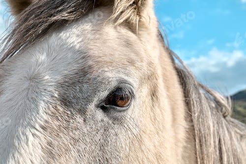 Preview: Close up portrait of white horse head. White horse's eye with long eyelashes.