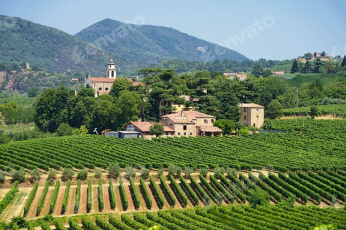 Preview: Summer landscape on the Colli Euganei, Padua, Italy