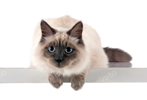 Preview: siberian cat in studio