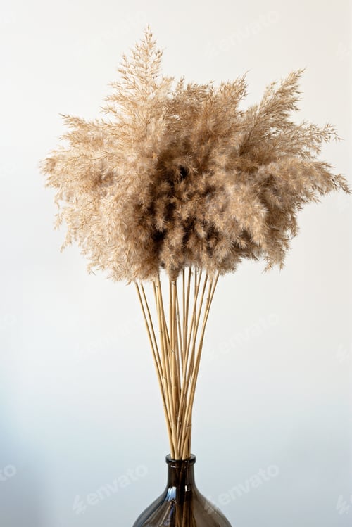 Preview: Dried natural pampas grass in a glass vase. Interior decor element. Boho background. Minimalism