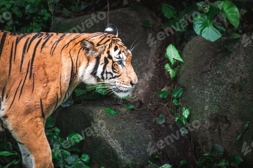 Preview: Amazing view from a tiger in among green trees in jungle
