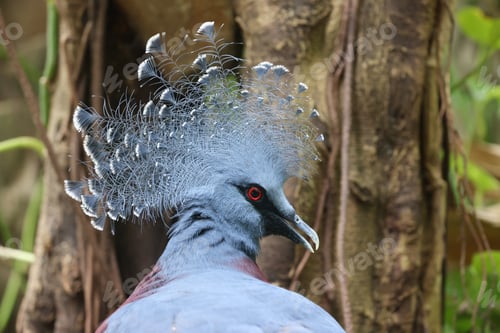 Preview: The Victoria crowned pigeon (Goura victoria) closeup photo