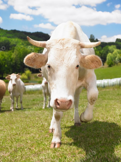 Preview: cow charging in field