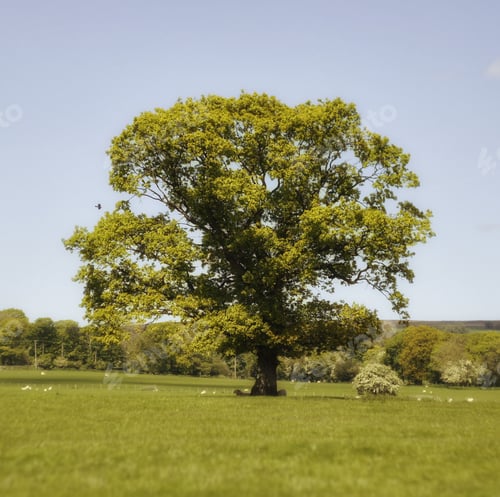 Preview: Beautiful view of a lush green English oak in the field