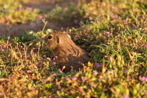 Preview: European ground squirrel standing in the field. Wildlife scene from nature