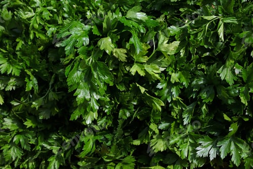 Preview: Heap of fresh green parsley bunches