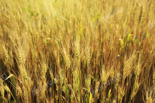 Preview: Ripening ears of yellow wheat field