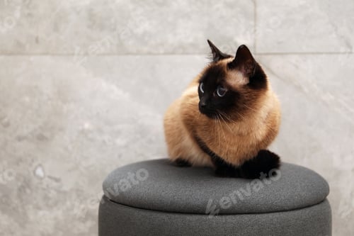 Preview: Adorable Thai cat resting on pouf against grey wall, space for text