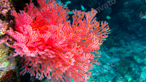 Preview: Red Soft Corals om Frewen Wall, Raja Ampat, Indonesia