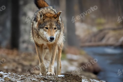 Preview: Wolf standing outdoors near the river. European timber wolf Canis Lupus in natural habitat