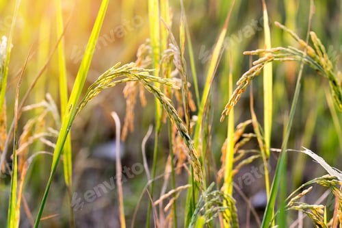 Preview: close up of yellow green rice field