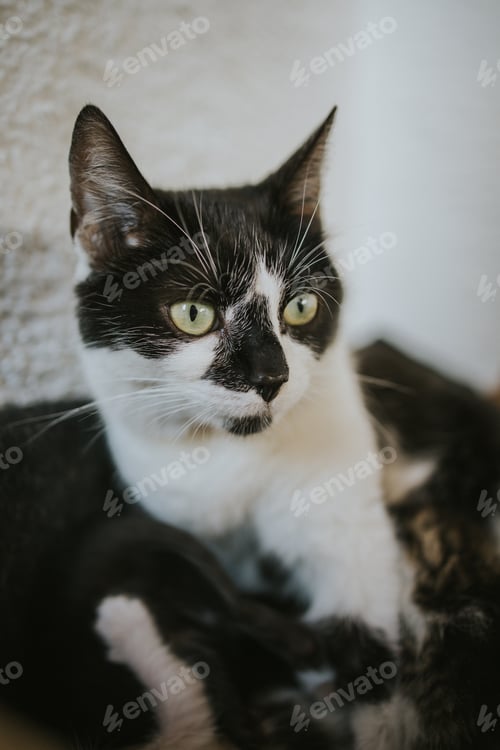 Preview: Vertical shot of a cute black and white green-eyed cat