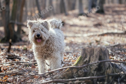 Preview: Cute little pumi dog enjoying the outdoors