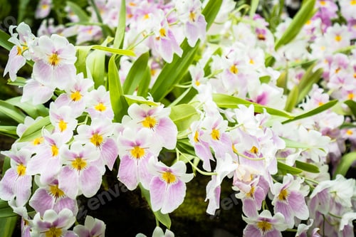 Preview: Colorful flower in the garden