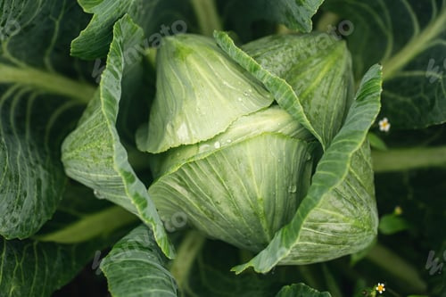 Preview: Fresh ground-cabbage in the garden close-up, textured natural background.