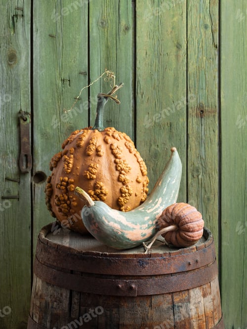 Preview: Musquee de Maroc, Black Futsu, and Candy Roaster Pumpkins on a Wooden Barrel