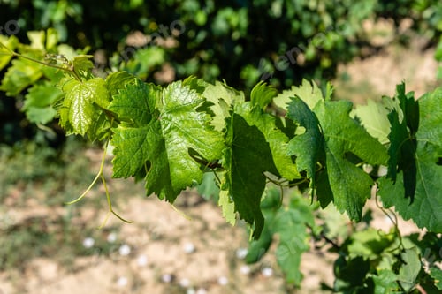 Preview: leaf
