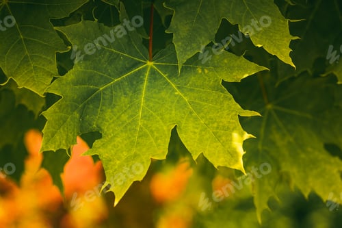 Preview: Green background of maple leaves ona tree. Beautiful natural light