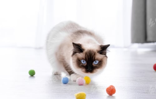 Preview: Ragdoll cat portrait
