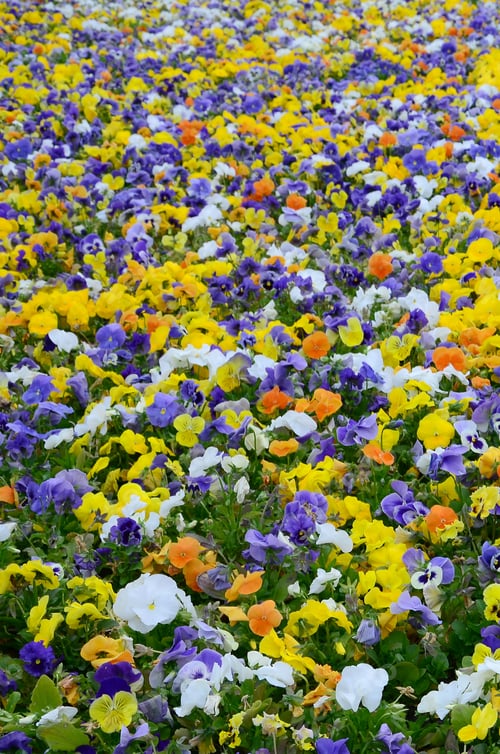 Preview: Multicolor pansy flowers or pansies close up as background or card