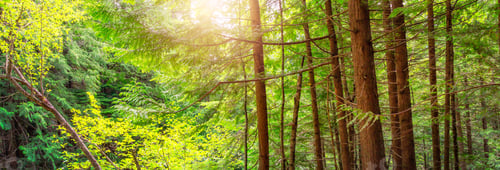 Preview: Vibrant green trees in Canadian Rainforest. British Columbia, Canada.