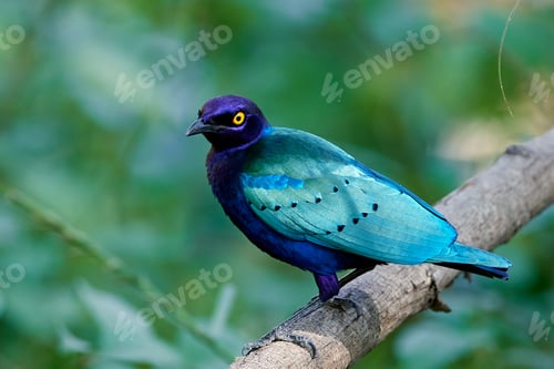 Preview: Purple glossy starling (Lamprotornis purpureus)