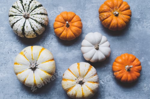 Preview: Overhead flat lay of a variety of orange and white gourds pumpkins for autumn fall decoration