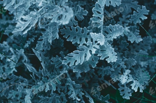 Preview: horizontal view of beautiful juniper, full frame natural natural
