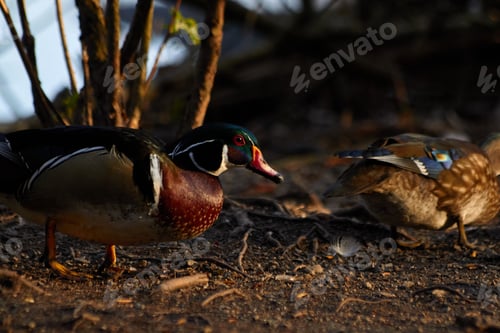 Preview: Two Wood Ducks