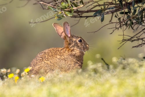 Preview: European rabbit basking