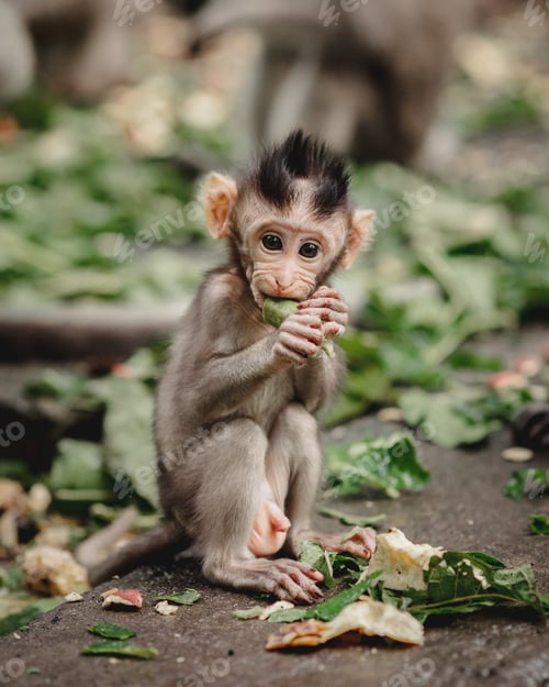 Preview: Monkeys in Ubud Monkey Forest, Bali