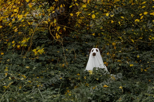 Preview: funny Labrador dog is dressed in Halloween ghost costume, pet in white cape is hiding