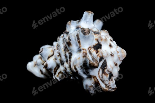 Preview: Close-Up of Vasum Turbinellus Seashell
