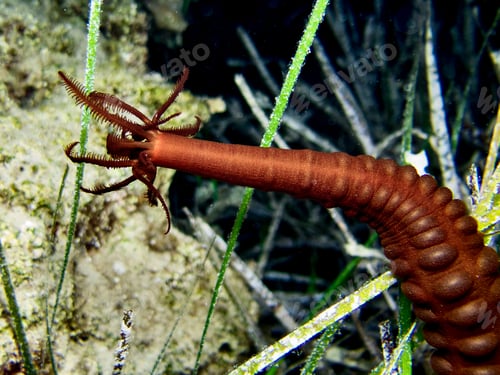 Preview: Sea cucumber Synaptula reciprocans