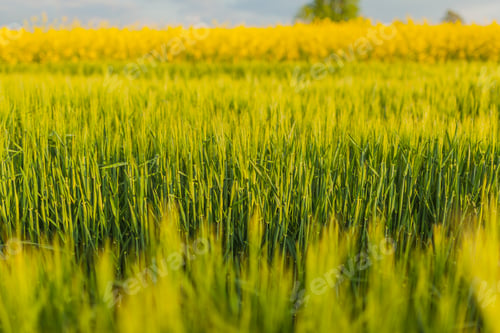Preview: Agricultural Growth -Various Fields - Agriculture Farming Field