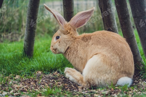Preview: Side shot of the first half of the rabbit surrounded by trees