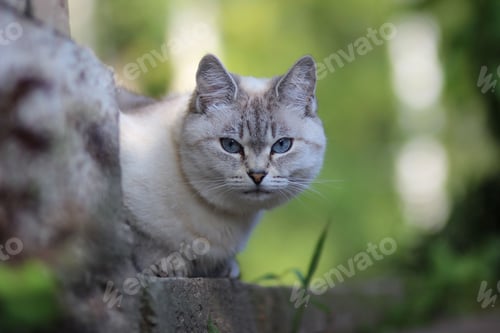 Preview: Small gray feline on a rock near the grass in the garden