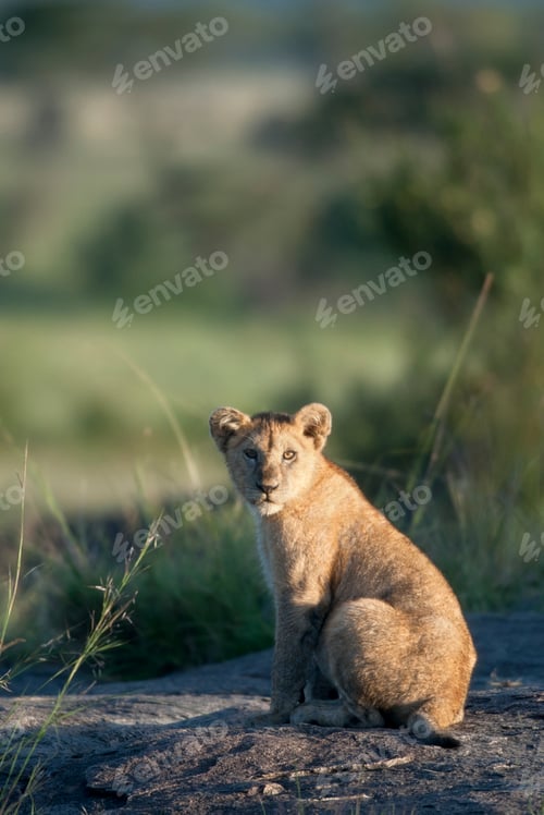 Vista previa: Lion cub at the Serengeti National Park, Tanzania, Africa