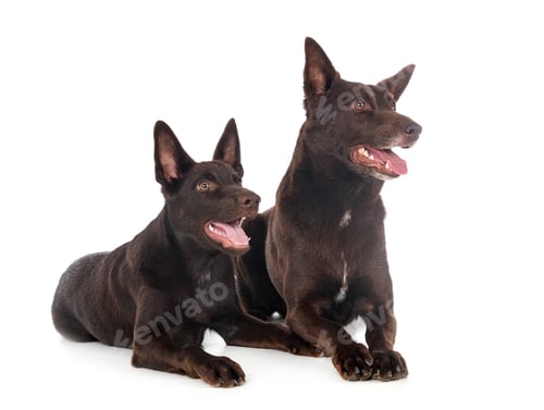 Preview: Australian Kelpies in studio