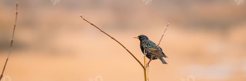 Preview: Wild Forest Bird Common Starling Sitting In Branch Tree
