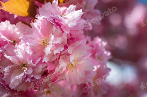Preview: Sakura flowers, cherry blossom