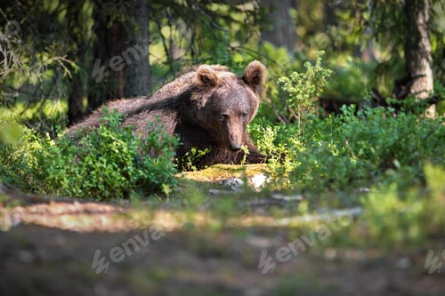 Preview: Brown bear lying on the ground and enjoying sunny weather in a forest