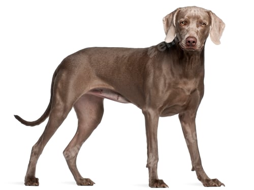 Preview: Weimaraner, 12 months old, standing in front of white background