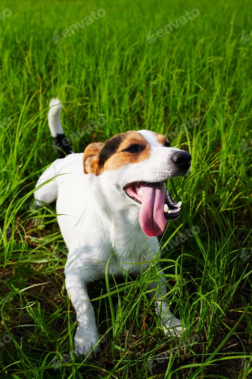 Preview: Happy Dog Relaxing in the Green Grass