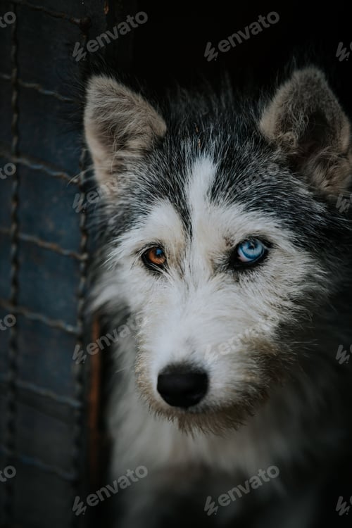 Preview: Adorable hairy Siberian Husky with 2 colored eyes